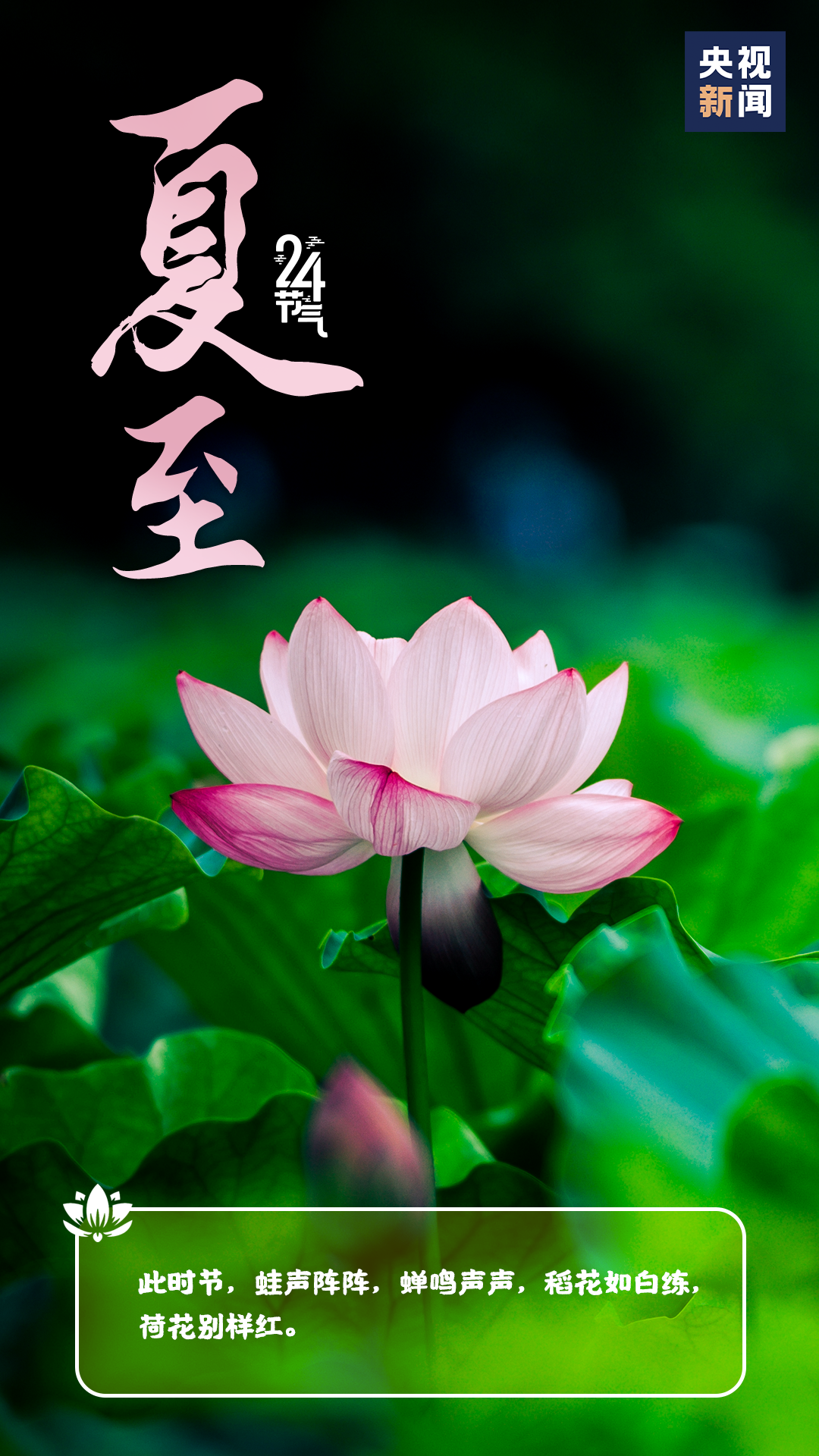夏至丨盛夏之始，这些知识要知道