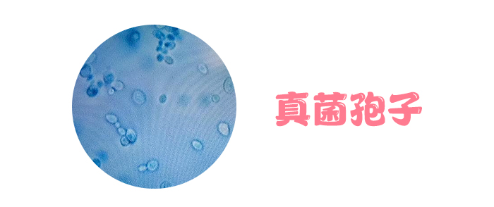 万万没想到 原来“女性之友”是它