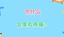 为什么会睾丸疼痛？
